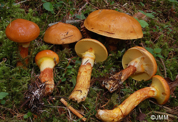 Suillus elegans