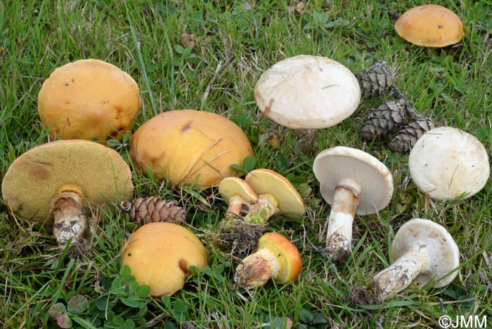 Suillus grevillei & Suillus viscidus