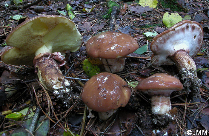 Suillus luteus