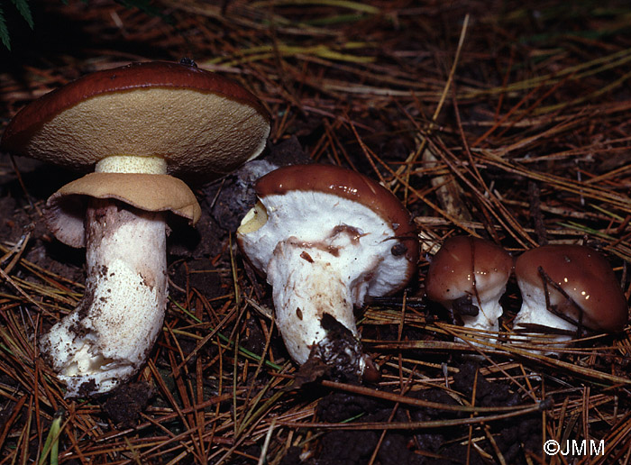 Suillus luteus