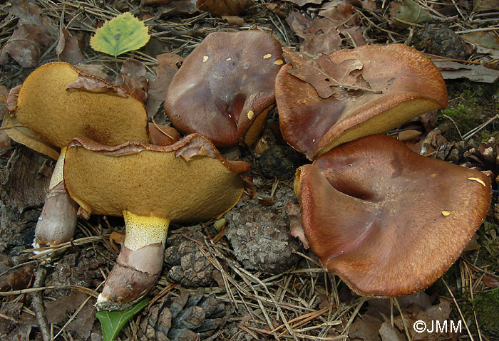 Suillus luteus