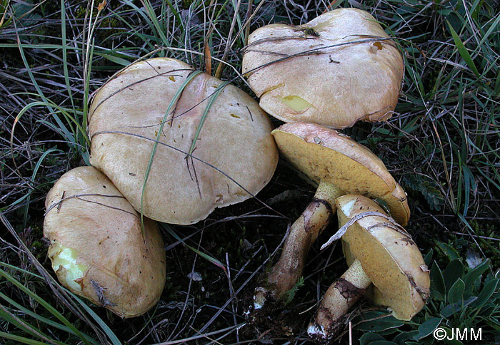 Suillus luteus f. ochraceobrunneolus