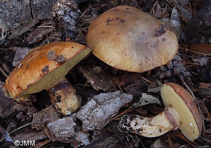 Suillus luteus f. ochraceobrunneolus