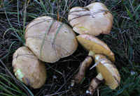 Suillus luteus f. ochraceobrunneolus