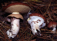 Suillus luteus