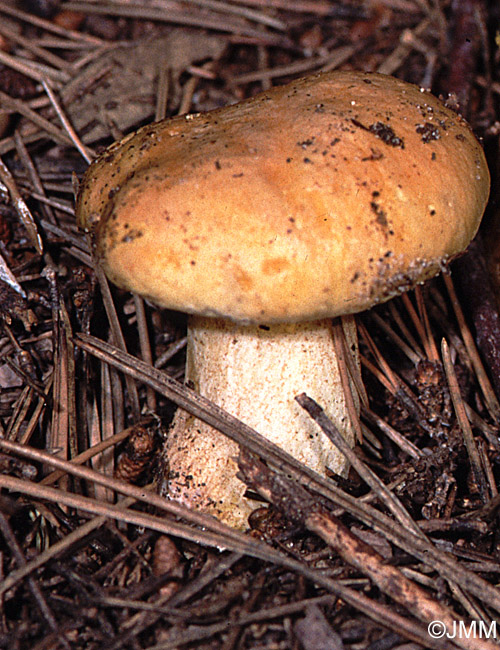 Suillus mediterraneensis