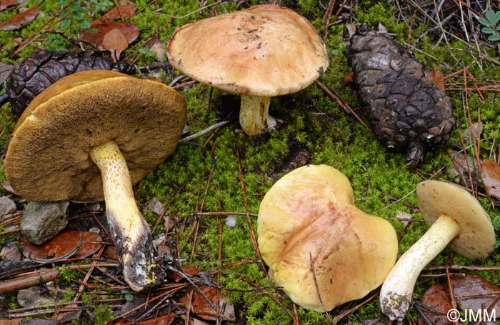 Suillus mediterraneensis