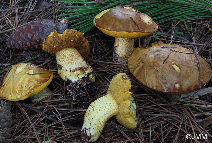 Suillus mediterraneensis