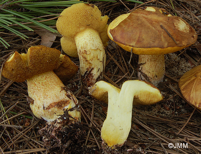 Suillus mediterraneensis