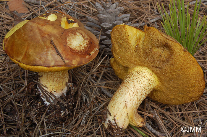 Suillus mediterraneensis