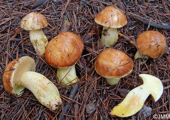 Suillus mediterraneensis