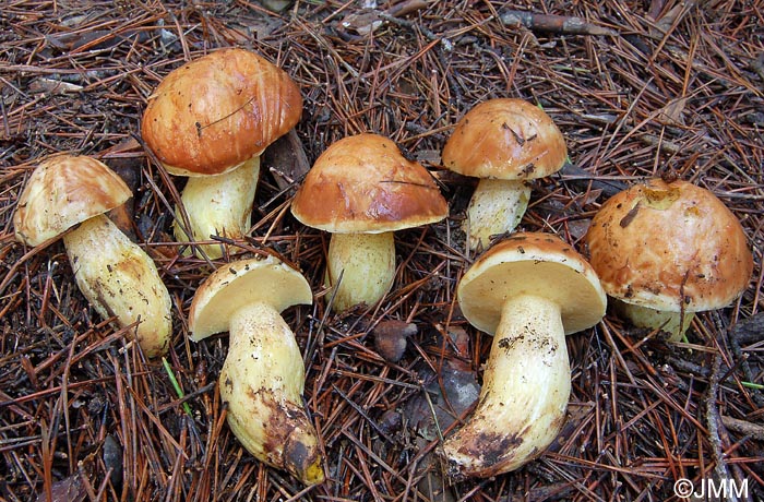 Suillus mediterraneensis