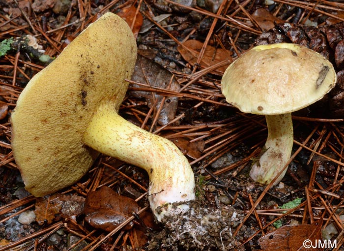 Suillus mediterraneensis