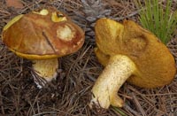 Suillus mediterraneensis