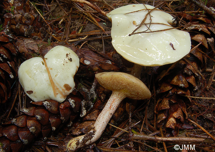 Suillus placidus