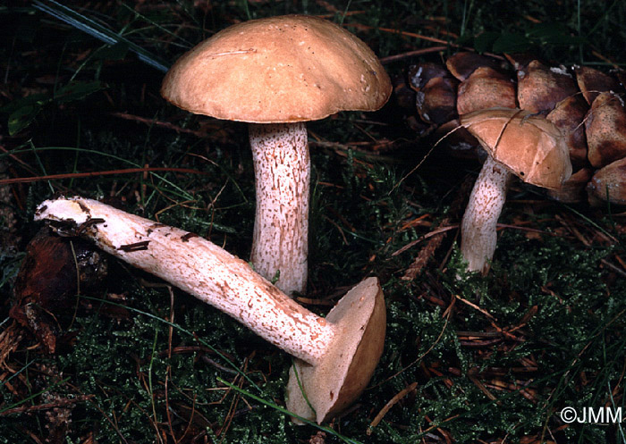 Suillus placidus