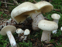 Suillus placidus