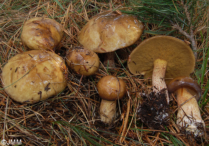 Suillus plorans