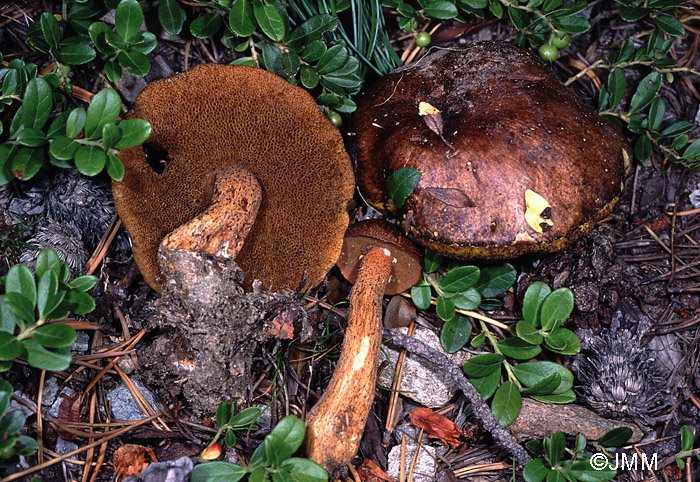 Suillus plorans