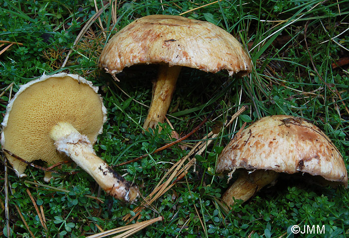 Suillus sibiricus