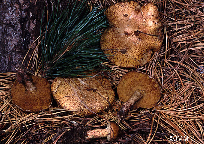 Suillus sibiricus