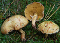 Suillus sibiricus