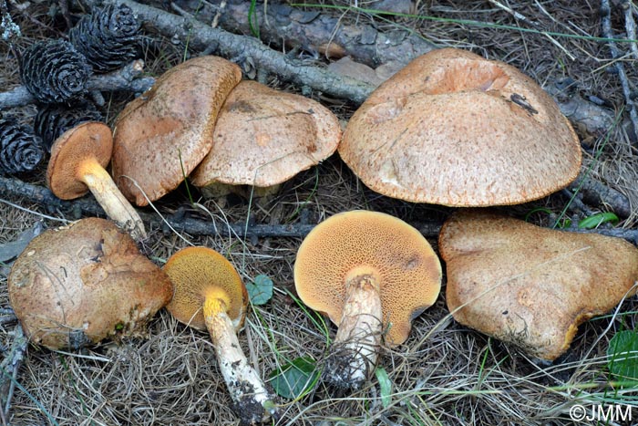 Suillus tridentinus