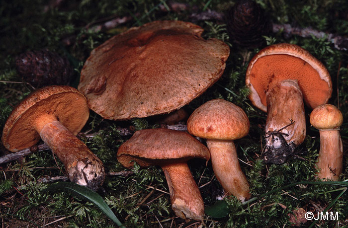 Suillus tridentinus