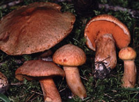 Suillus tridentinus