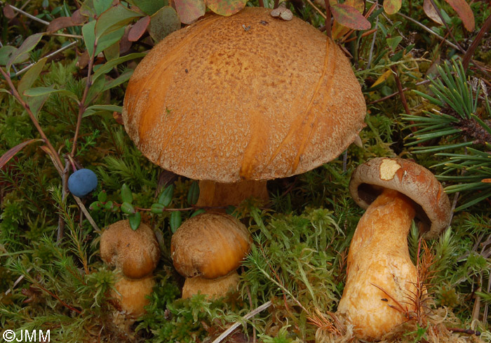 Suillus variegatus