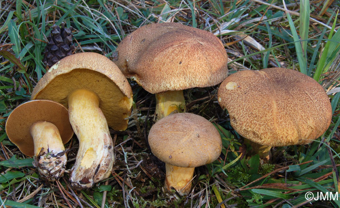 Suillus variegatus