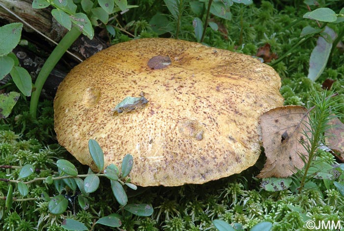 Suillus variegatus f. rubescens