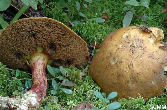 Suillus variegatus f. rubescens