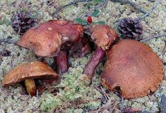 Suillus variegatus f. rubescens