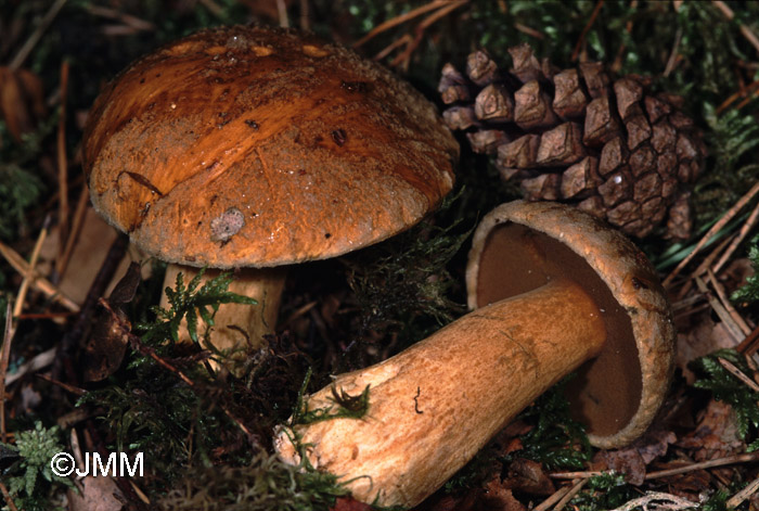 Suillus variegatus