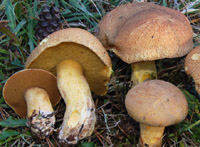 Suillus variegatus