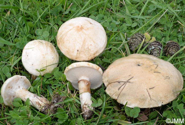 Suillus viscidus = Suillus aeruginascens