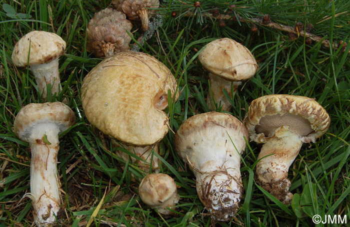 Suillus viscidus