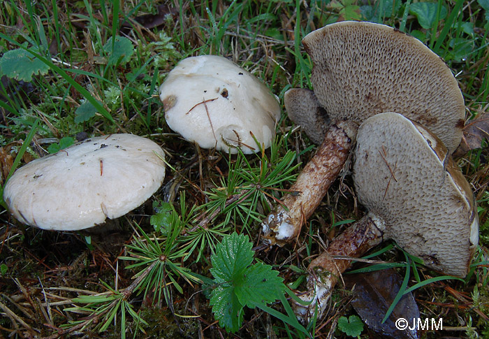 Suillus viscidus