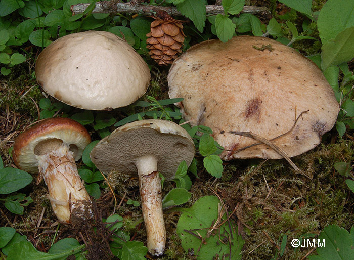 Suillus viscidus