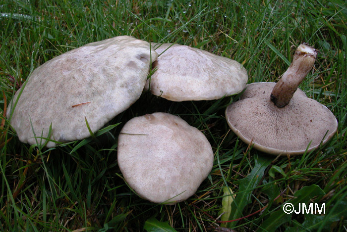 Suillus viscidus