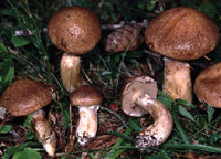 Suillus viscidus f. obscurus