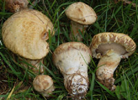 Suillus viscidus