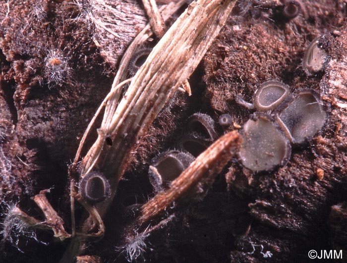 Tapesia strobilicola