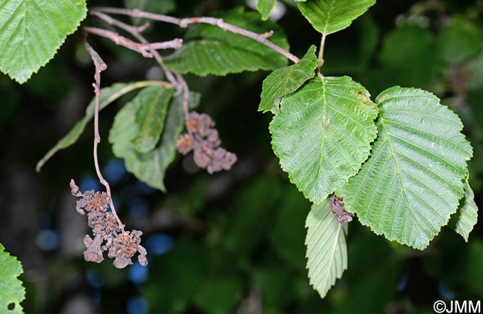 Taphrina alni