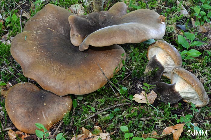 Tapinella atrotomentosa = Paxillus atrotomentosus