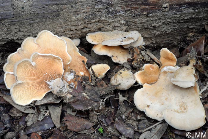 Tapinella panuoides = Paxillus panuoides