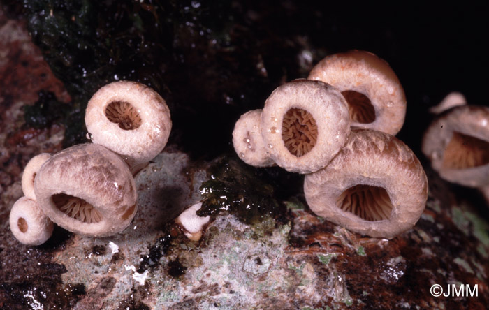 Tectella patellaris