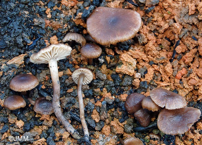 Tephrocybe ambusta