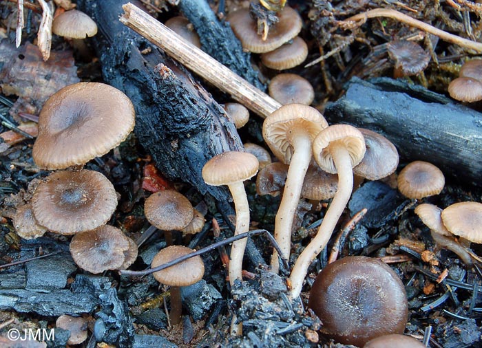 Tephrocybe ambusta